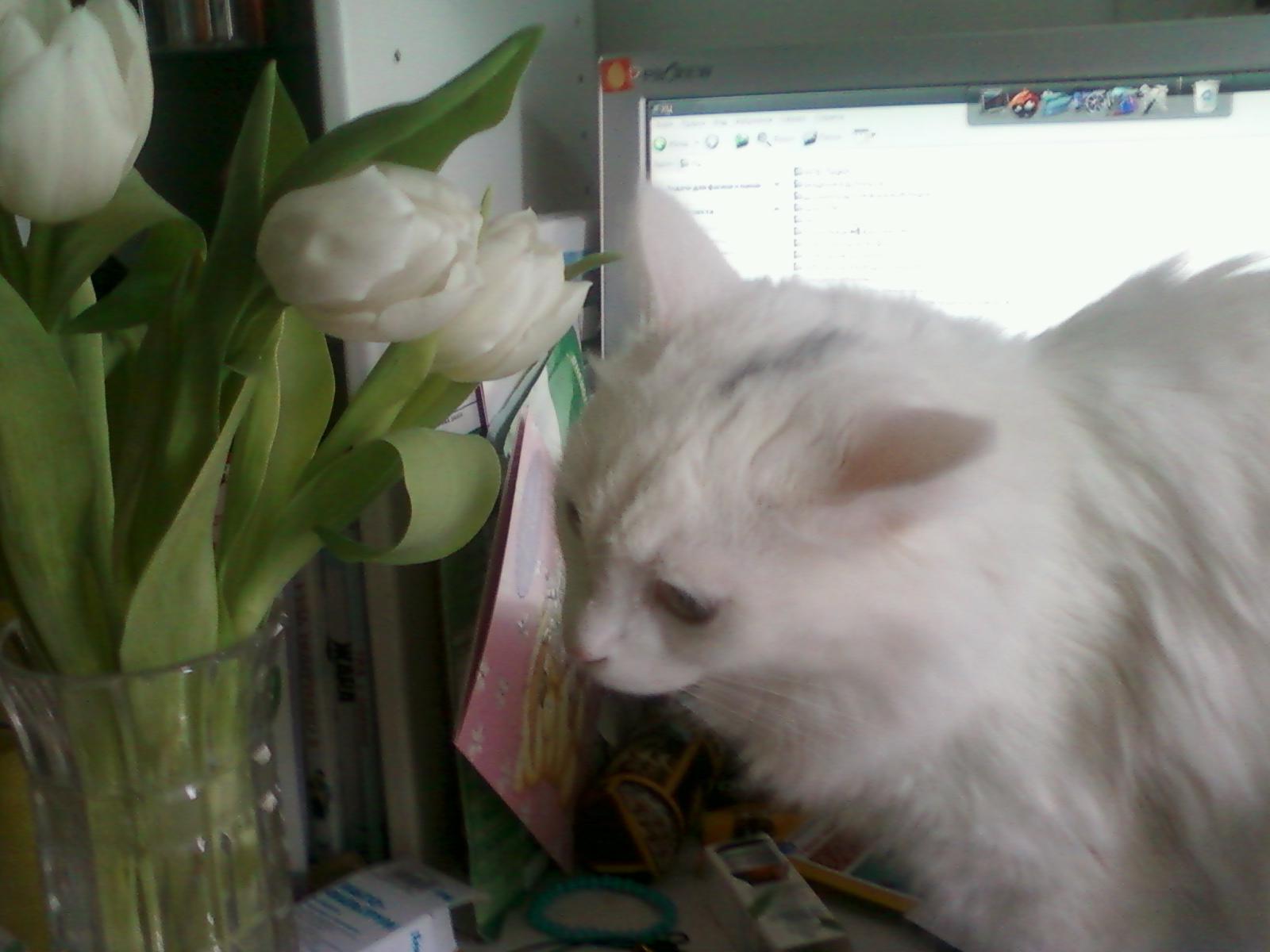 Фото В снегу и за рулем: в Новосибирске опубликовано свыше 50 фото милых питомцев к Дню кошек 42 - Сиб.ФМ Фото В снегу и за рулем: в Новосибирске опубликовано свыше 50 фото милых питомцев к Дню кошек 42